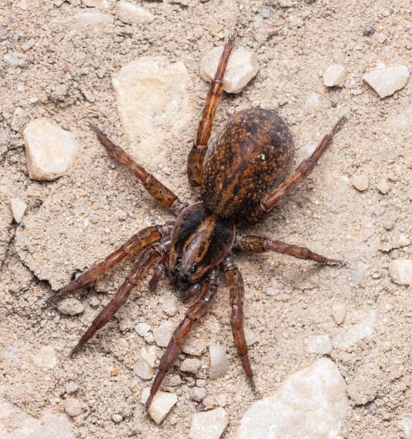 Araneae - Pókok