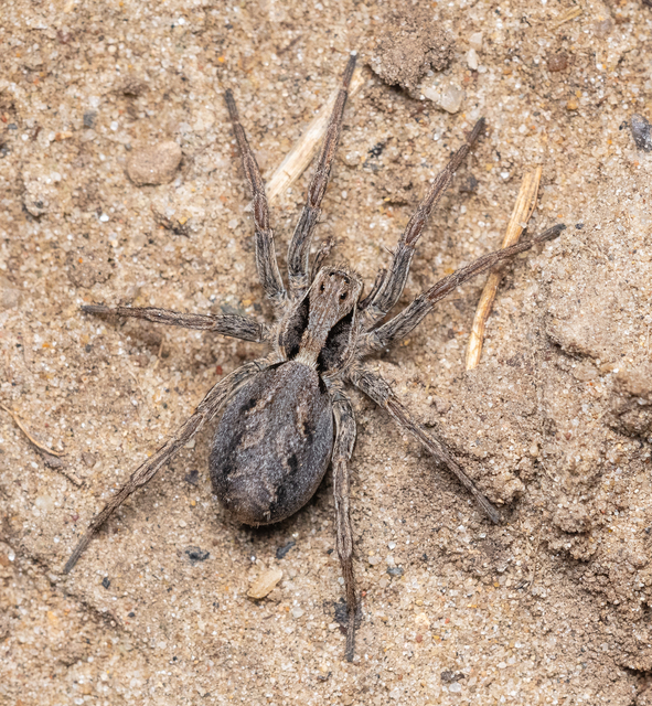 Araneae - Pókok