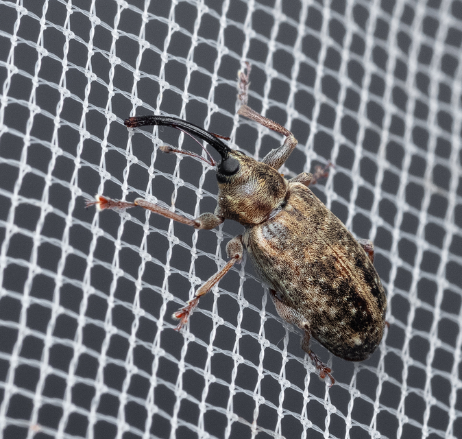 Dorytomus longimanus - kétalakú hangormányos