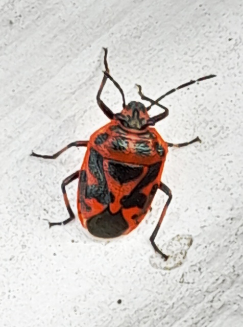 Eurydema ornata - díszespoloska