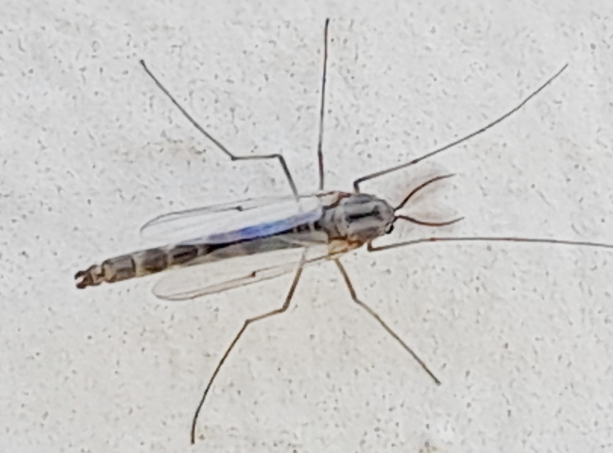 Chironomini