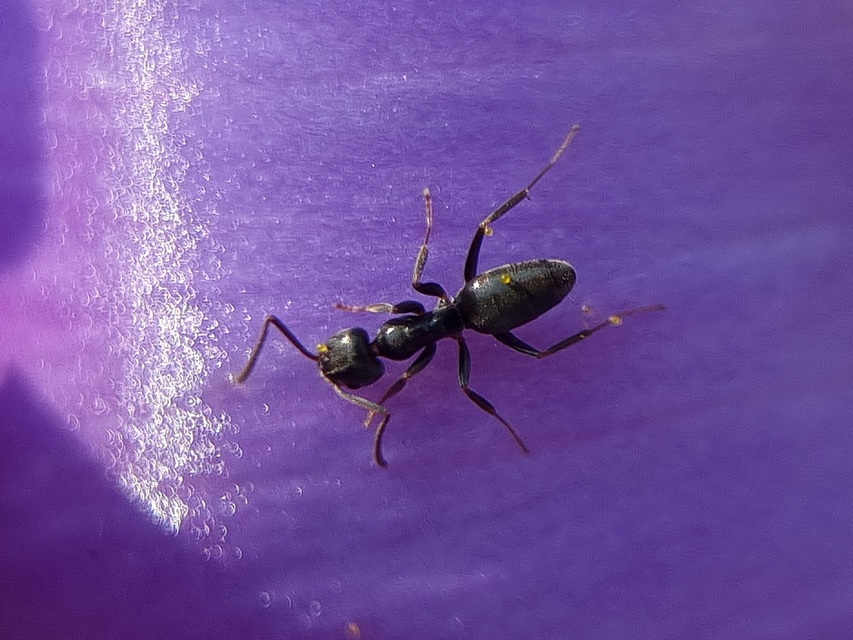 Tapinoma subboreale - ligeti kóborhangya