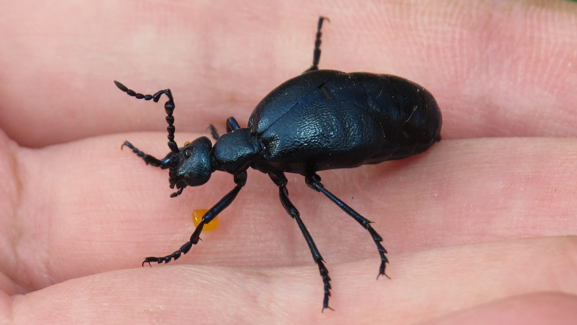 Meloe violaceus - kék nünüke