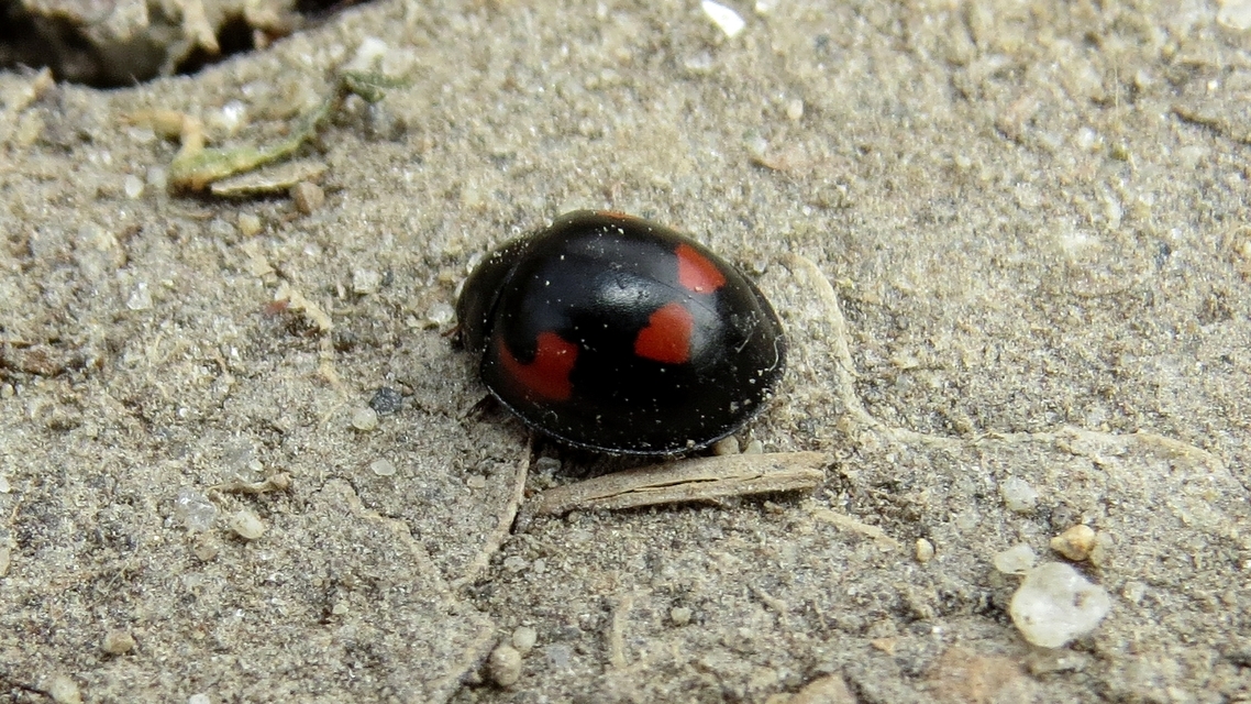 Exochomus quadripustulatus - négyfoltos szerecsenkata