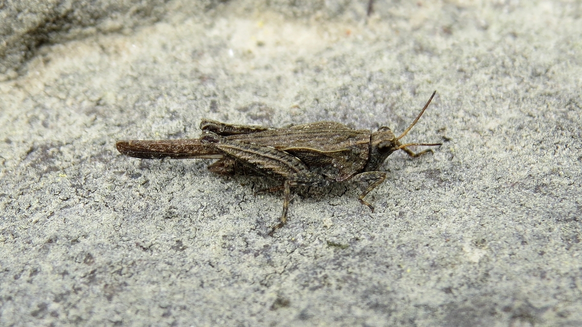 Tetrix subulata - közönséges tövishátúsáska