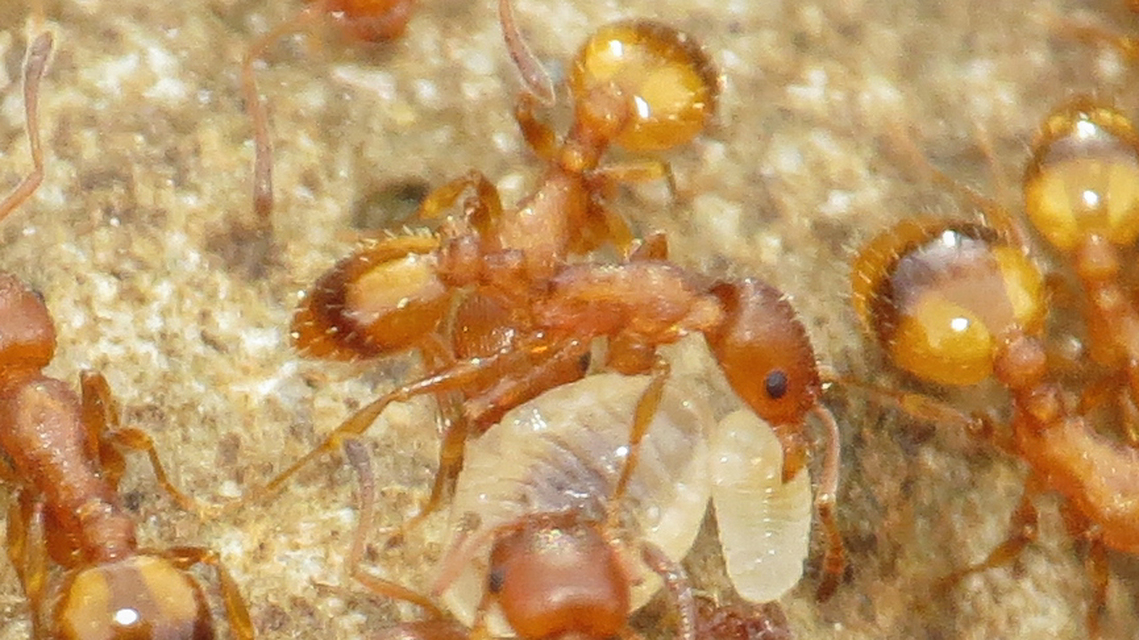 Temnothorax unifasciatus - gyűrűs kéreghangya