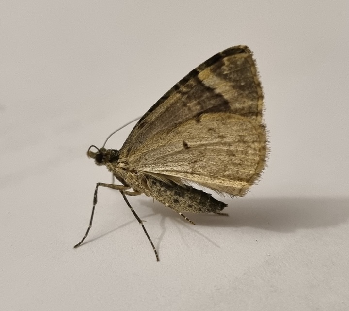 Chloroclysta siterata - salátazöld araszoló