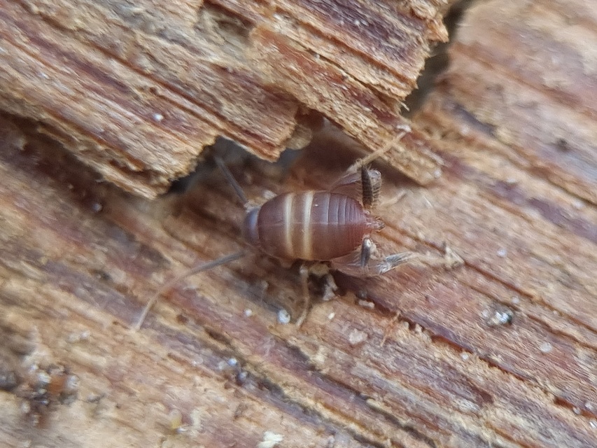 Myrmecophilus acervorum - közép-európai hangyásztücsök