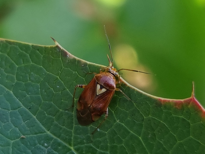 Lygus pratensis - változó mezeipoloska