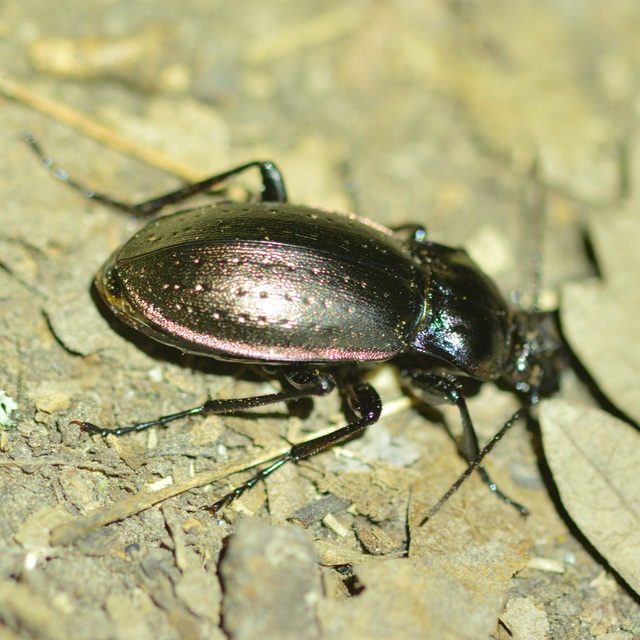 Carabus nemoralis - ligeti futrinka