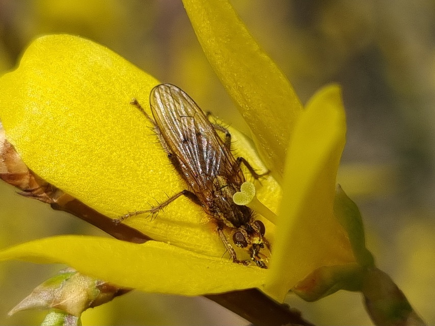 Scathophaga stercoraria - közönséges trágyalégy