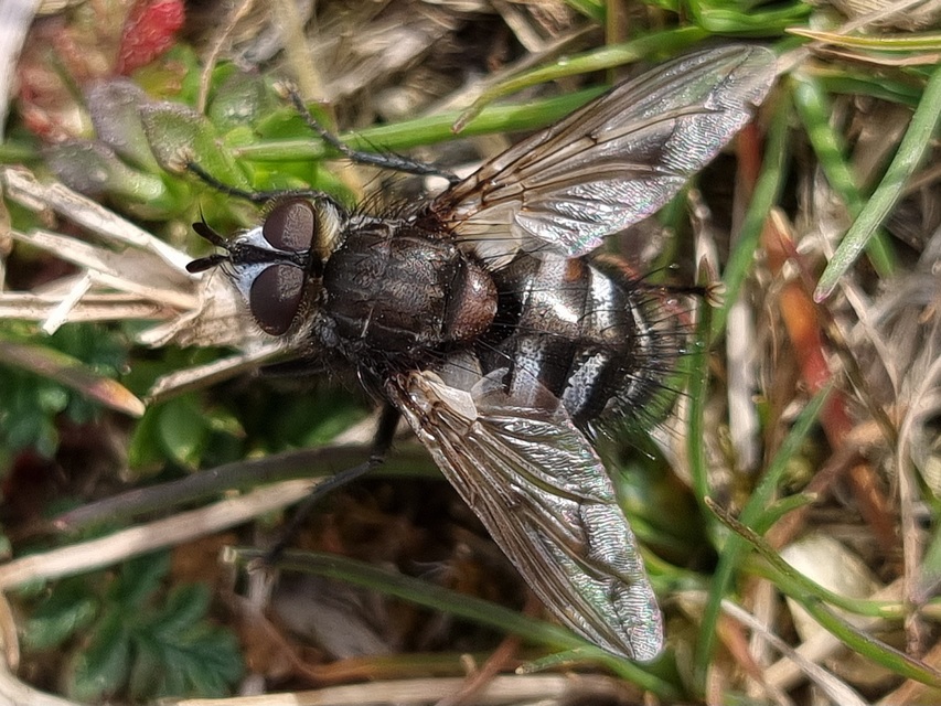 Ernestia puparum