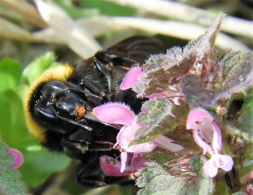 Bombus argillaceus - délvidéki poszméh