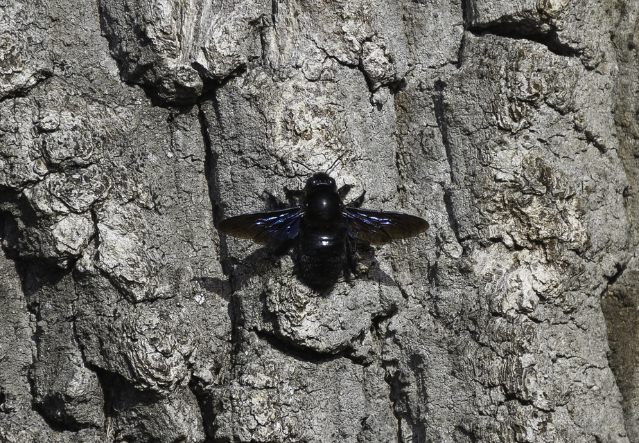 Xylocopa violacea - kék fadongó