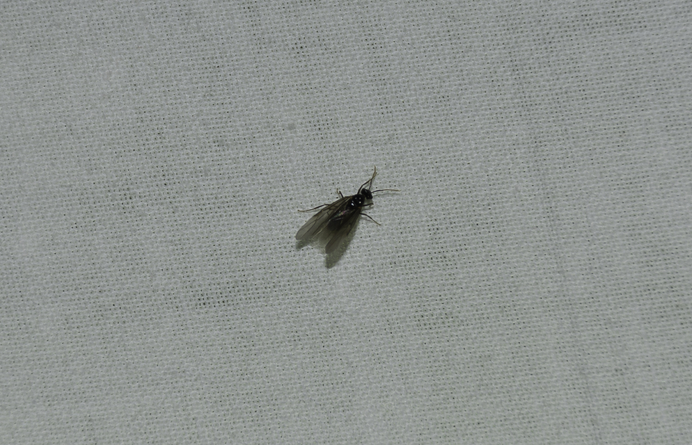 Prenolepis nitens - ragyogóhangya