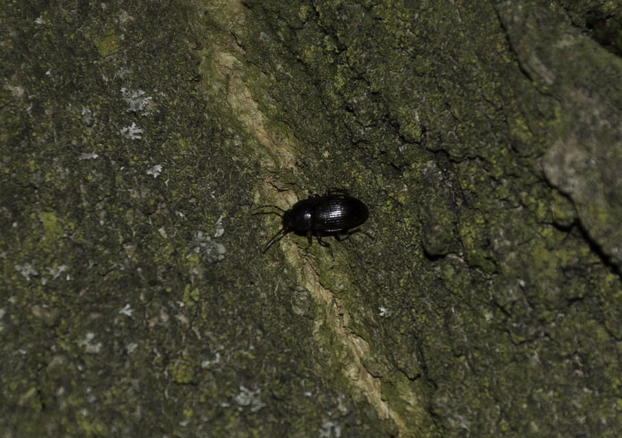 Nalassus dermestoides - rövidszárnyú gyászbogár