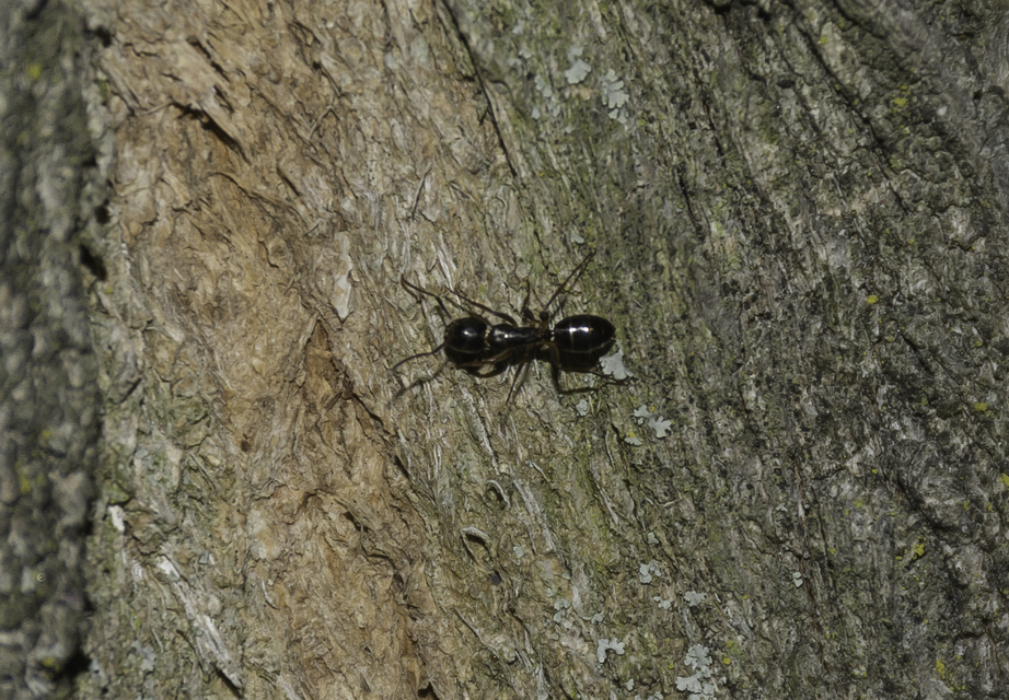 Camponotus fallax - ligeti lóhangya