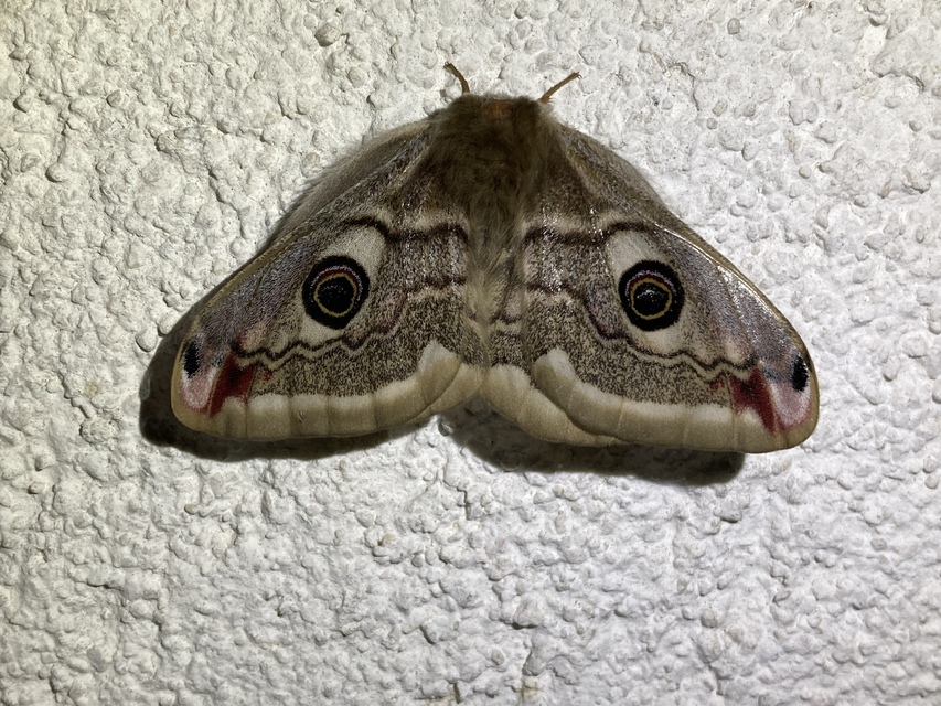 Saturnia pavoniella/pavonia