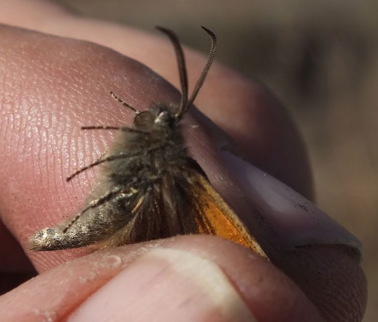 Boudinotiana notha - vörhenyes nappaliaraszoló