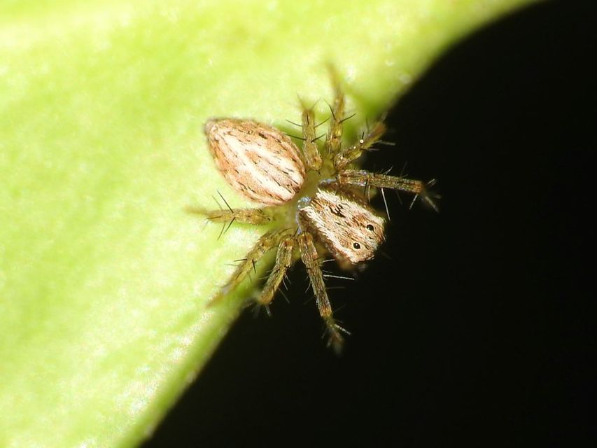 Oxyopes lineatus
