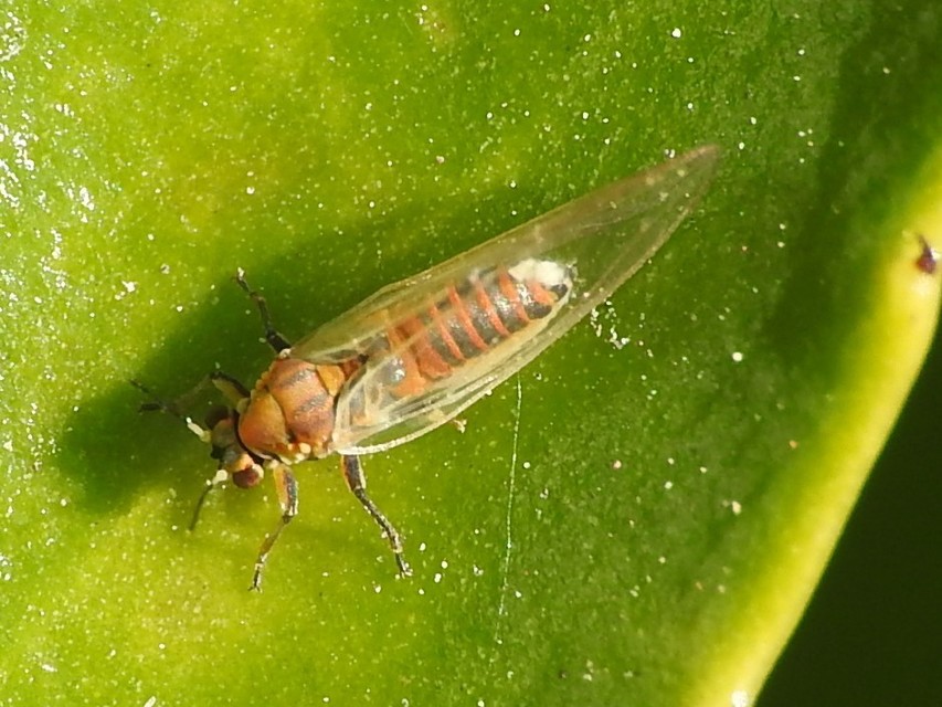 Psyllidae