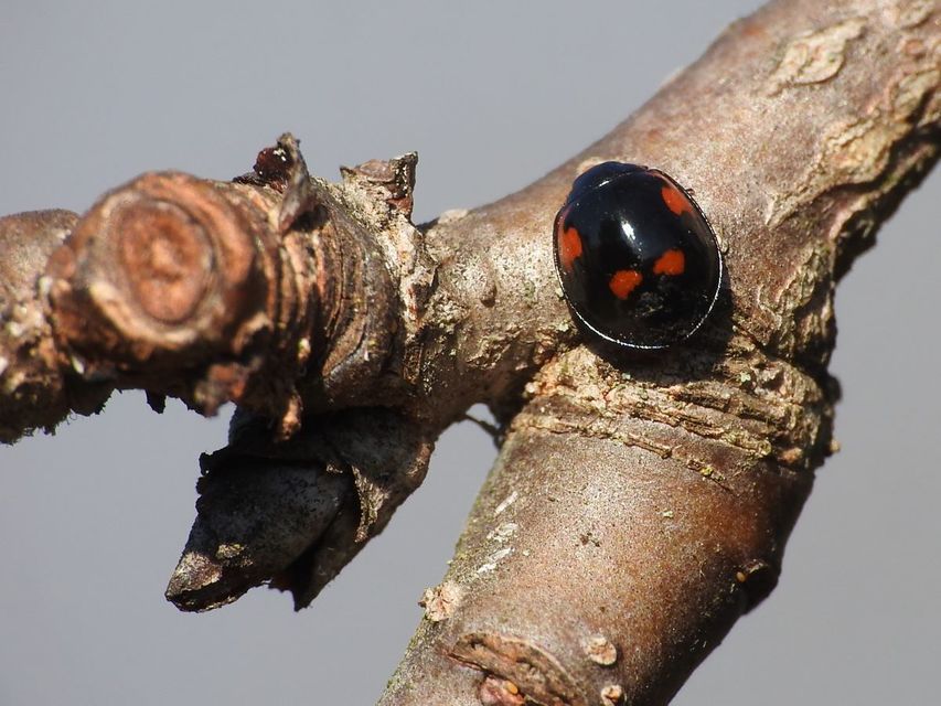 Exochomus quadripustulatus - négyfoltos szerecsenkata