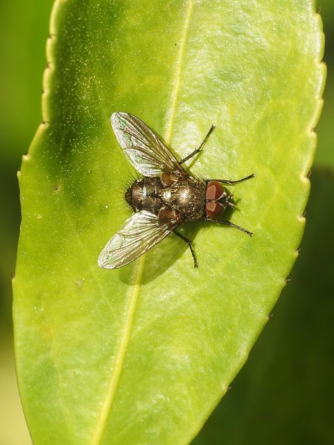 Pollenia