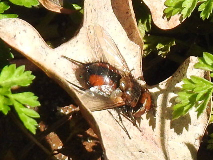 Gonia divisa