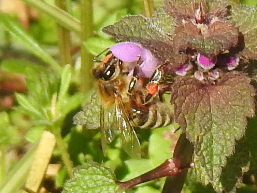 Apis mellifera - háziméh