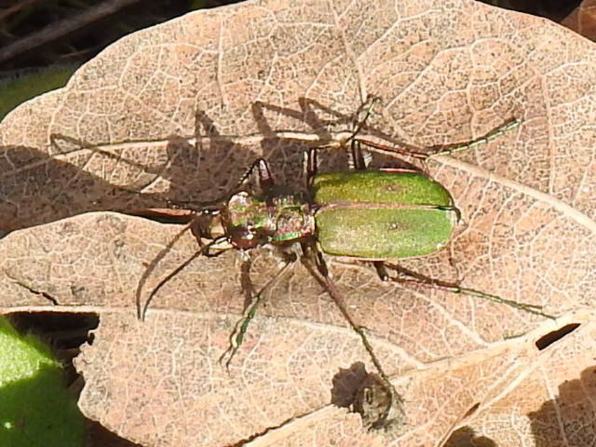 Cicindela campestris - mezei homokfutrinka