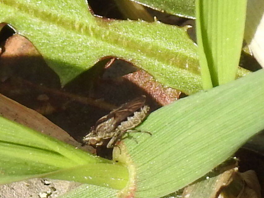 Chloropidae - gabonalegyek