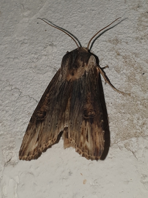 Xylena exsoleta - szürke fabagoly