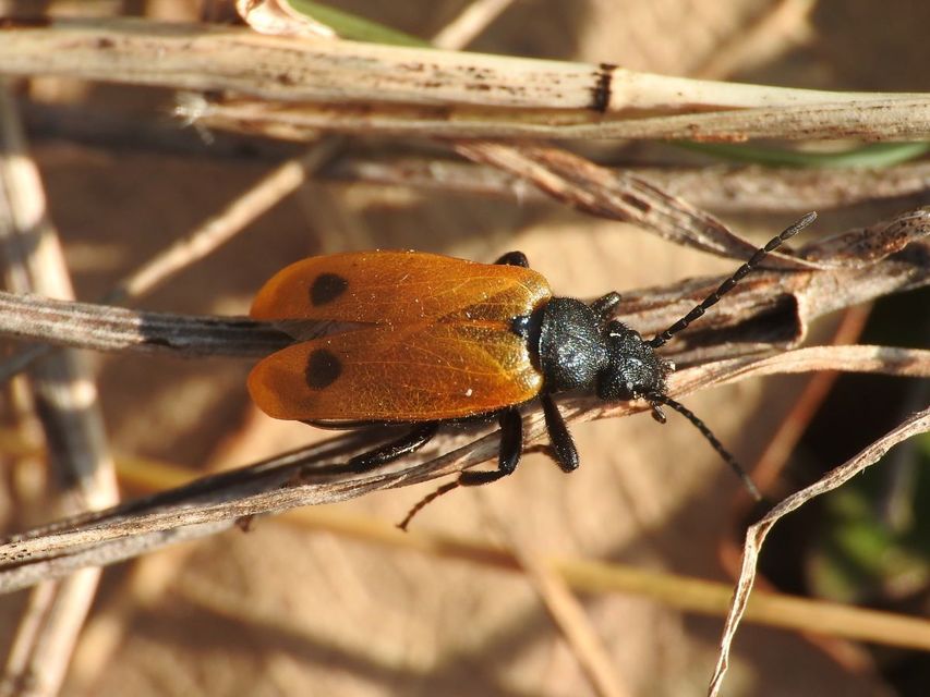 Apalus bimaculatus - kétfoltos élősdibogár