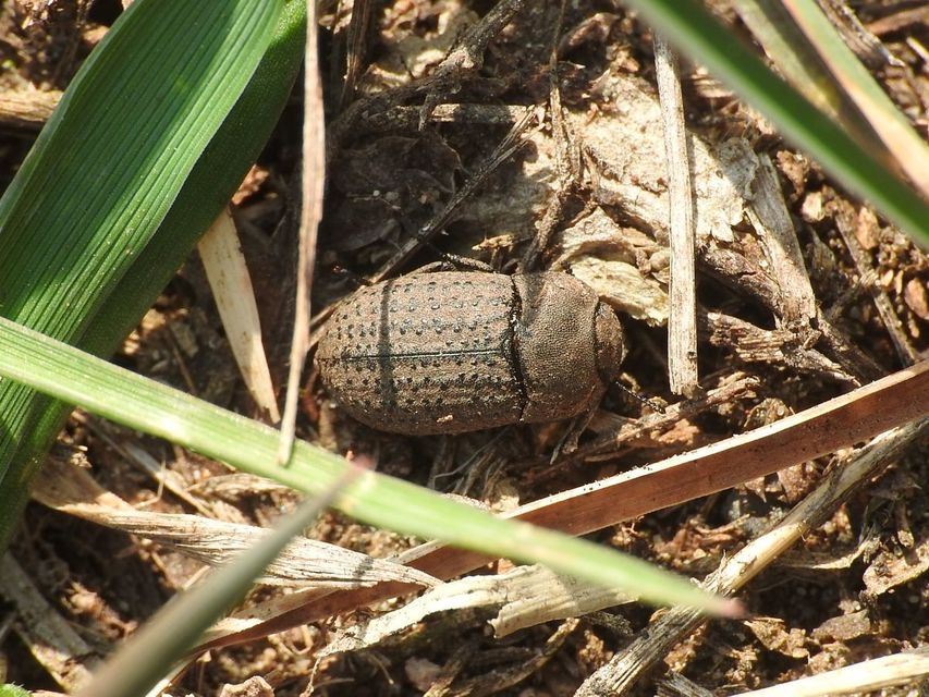 Opatrum sabulosum - sároshátú gyászbogár