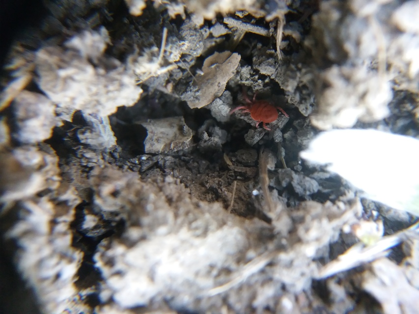 Allothrombium