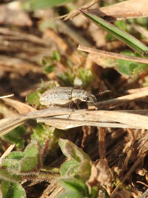 Sitona callosus - szempillás csipkézőbogár