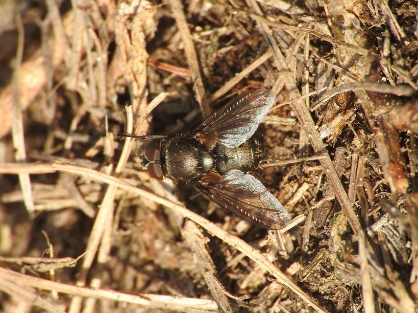 Pollenia