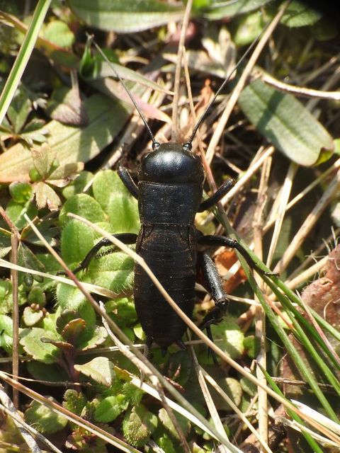 Gryllus campestris - mezei tücsök