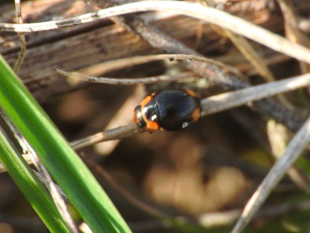Hyperaspis pseudopustulata - vállcseppes szerecsenböde