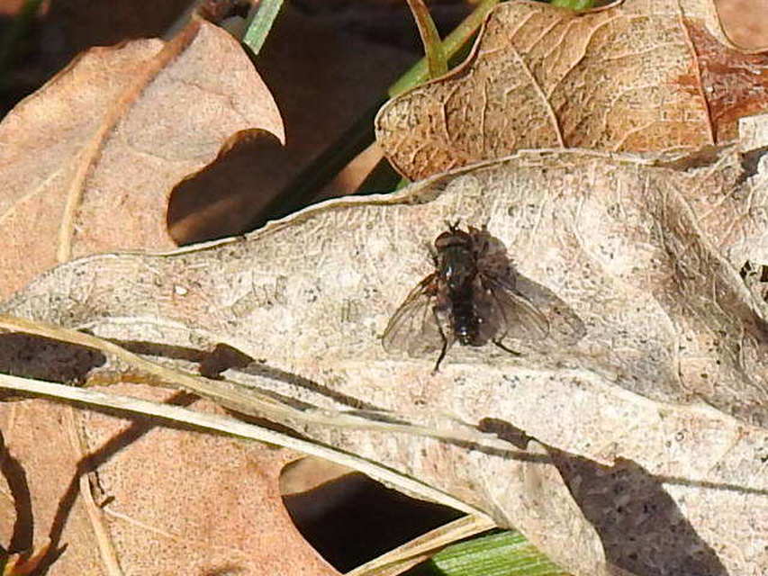 Muscidae - igazi legyek
