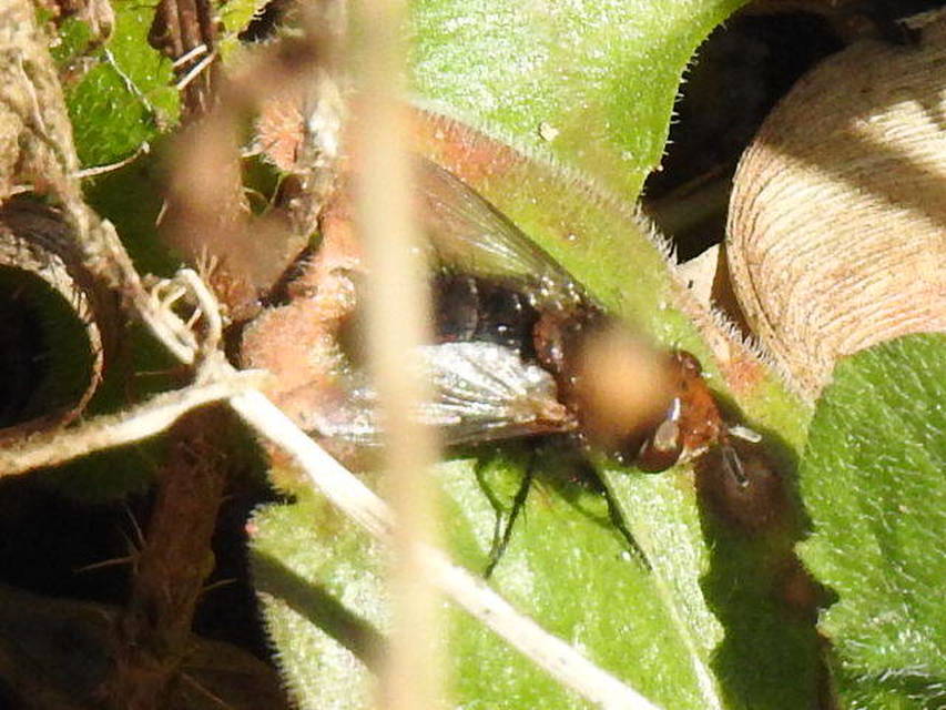 Gonia divisa