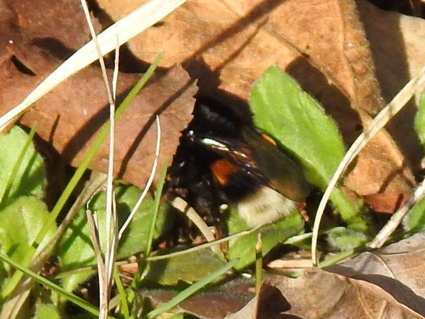Bombus - poszméhek