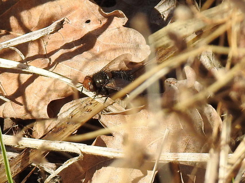 Gonia divisa