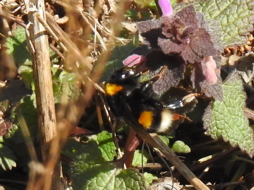Bombus terrestris/lucorum