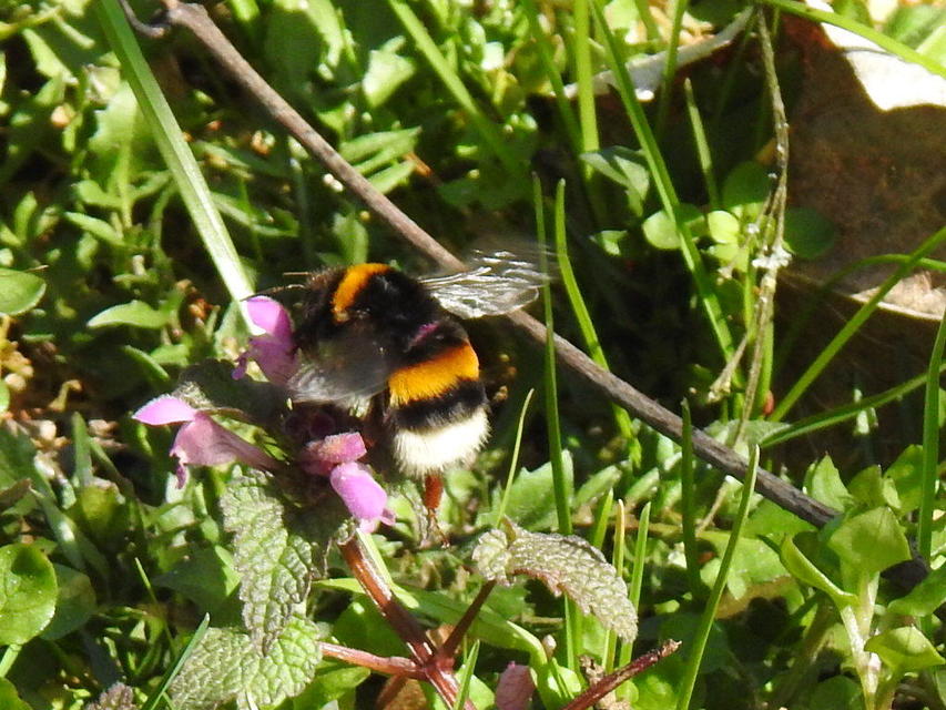 Bombus terrestris/lucorum