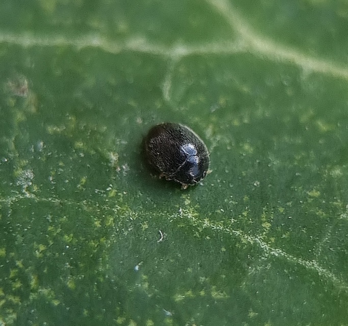 Stethorus pusillus - atkász bödice