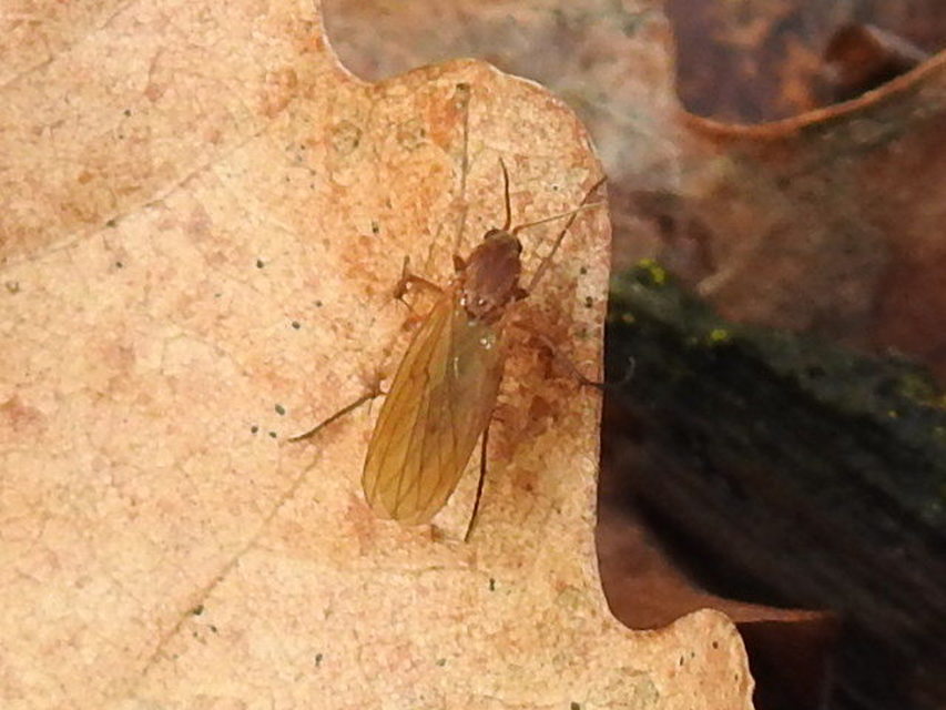 Mycetophilidae - gombaszúnyogok