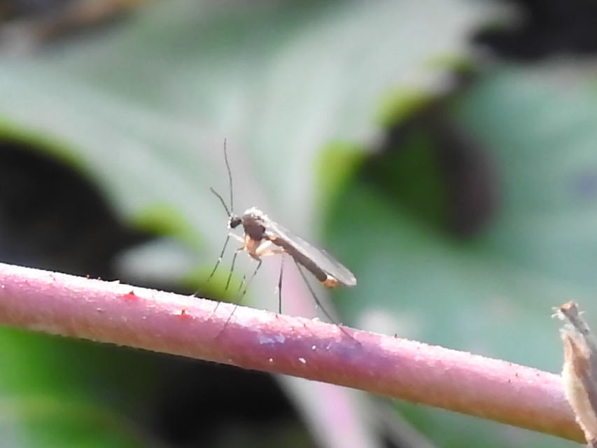 Mycetophilidae - gombaszúnyogok