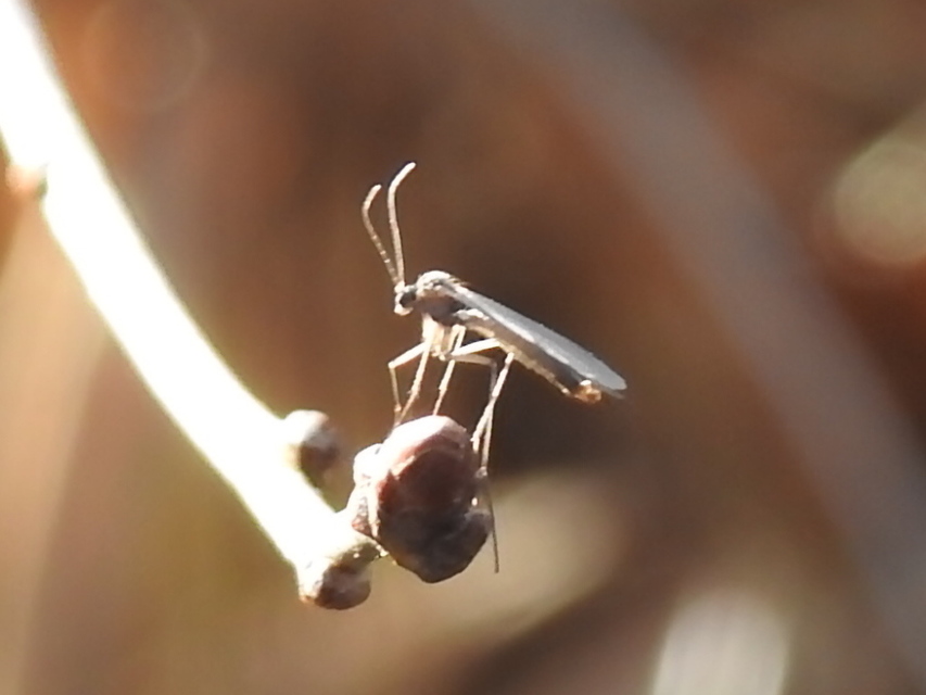 Mycetophilidae - gombaszúnyogok