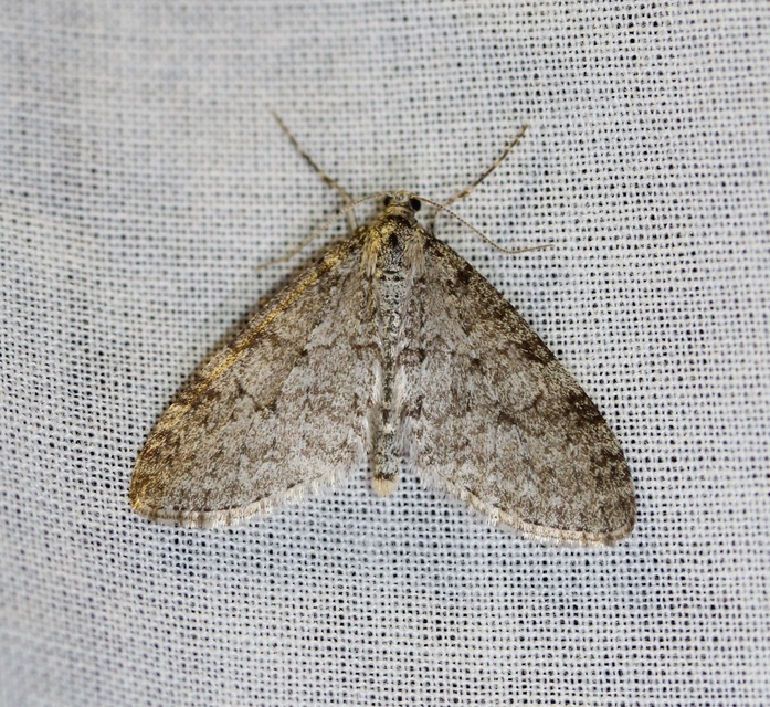 Trichopteryx carpinata - nyárfa-lebenyesaraszoló
